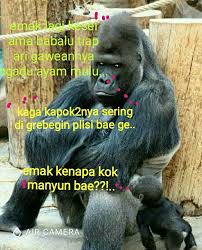 Lagi Kesel Marah Gambar Lucu Lucu Kucing Lucu