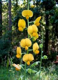 Image result for Crotalaria spectabilis