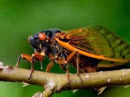 Mediterranea, cicadivetta tibialis, tettigettalna argentata, tettigettula pygmea, tibicina haematodes, t. A Luxury Dc Wine Bar Is Closing Ahead Of A Once In A Decade Swarm Of Trillions Of Brood X Cicadas Which Could Be Louder Than A Jet Plane Laptrinhx