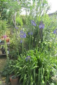 Image result for Agapanthus inapertus