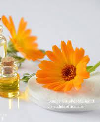 Pot Marigold Calendula Medicinal Herb Seed Herb Seeds Seeds For Sale Calendula