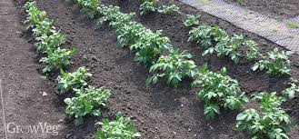 Fertilizing the potatoes in your home garden both before planting and once they are established helps ensure your plant produces smaller potatoes can be planted whole. Growing Potatoes From Planting To Harvest