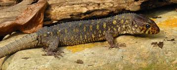 Yellow Spotted Lizard Lizard Types Small Lizards Lizard