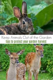 How To Keep Animals Out Of The Garden Garden Pests Garden Pest Control Slugs In Garden