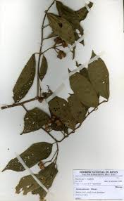 Image result for Grewia pubescens