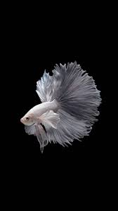 Download Fish Wallpaper By Raviman85 51 Free On Zedge Now Browse Millions Of Popular Fish Wallpapers And Ringtones O Fish Wallpaper Fish Betta Fish Types