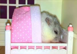 Tiktok is much less popular than other networks. This Tiny Hamster Goes To Sleep Only If She S Tucked In And Massaged First Because Obviously Hamster Hamster Bedding Cute Hamsters