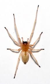 Spiders are excellent predators that actually catch more prey than all. Common New York Spiders Where They Ll Be Hiding Pestech