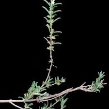 Image result for Leucas milanjiana