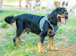 היי, מחפש דוגווקר אחראי ורציני לג'ורדי, הקבאליר הכי יפה וחברותי בעיר.  פעמיים עד שלוש בשבוע, סיבוב של 20 דקות, 35 ש"ח לטיול. אנחנו גרים בחשמונאים,  רמת גן. אשמח לפניות בפרטי.