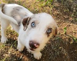 21,390 likes · 5,666 talking about this · 553 were here. Pin Su Annunci Animali