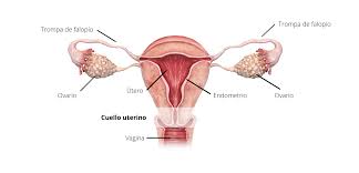 No se conoce su causa exacta. Cancer De Cuello Uterino Se Puede Prevenir Blog De Centro Medico Teknon