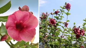 Image result for Allamanda