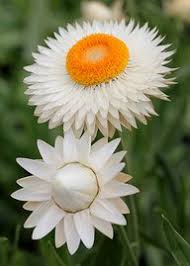 Image result for Helichrysum argyrosphaerum