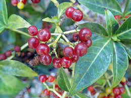 Image result for Sericanthe leonardii