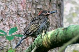 The juvenile northern flicker was learning from one of the parents as they were hunting for ants in the long grass in the backyard. Juvenile Northern Flicker In Our Woods 2013 Bob Tarte Northern Flicker Bird Watching Animals