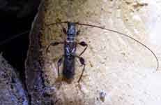 Image result for Chrysochloa