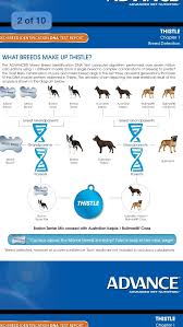 If you really want to learn about your dog, we suggest wisdom panel (view on amazon), over the find my pet dna test. Dog Dna Test Results Wisdom Panel Vs Embark Australian Purebred Crossbreed Dog Forum