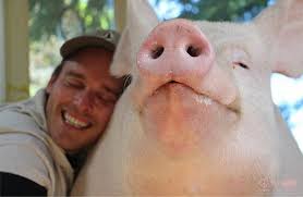 Esther the Wonder Pig Makes Her Followers Reconsider Eating Bacon