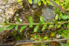 Image result for Polygala erioptera