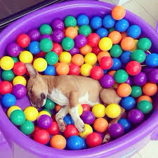 Bullterrierdaily S Photo On Instagram Animaux