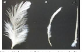 Maybe you would like to learn more about one of these? Degradation Of Keratinous Materials By The Plant Pathogenic Fungus Myrothecium Verrucaria Semantic Scholar