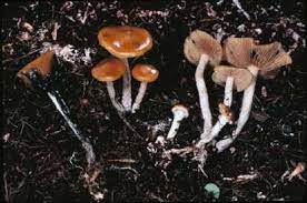 Poisonous And Hallucinogenic Mushrooms Stuffed Mushrooms Magical Mushrooms Poisonous Mushrooms
