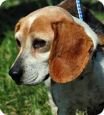 Our adoption contract requires adopters to keep newly adopted animals separate from resident pets for at least a week, to provide time for decompression. Waldorf Md Beagle Meet Ginger Ridgley A Dog For Adoption Http Www Adoptapet Com Pet 8812713 Waldorf Maryland Beagle Pets Beagle Beagle Dog