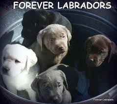 Silver color registered by akc under chocolate, charcoal under black. Forever Labradors Goldens Llc Home Facebook