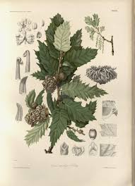 Image result for Kotschya