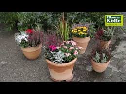 Blumenkubel Bepflanzung Fur Den Herbst I Pflanzen Kolle Youtube Bepflanzung Pflanzen Blumenkubel