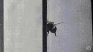 6 differences that may surprise you! Why Do Bumble Bees Run Repeatedly Into Walls Biology Stack Exchange