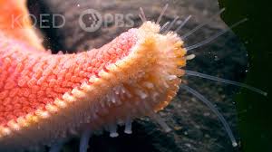 It's an echinoderm, closely related to sea urchins and sand dollars. Starfish Gallop With Hundreds Of Tubular Feet Kqed