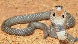 Image result for digigit ular