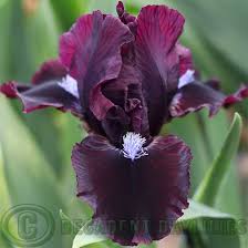 Dwarf Iris - Hussy - Decadent Daylilies Australia