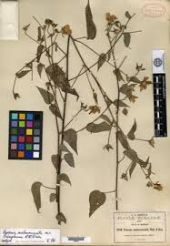 Image result for Pavonia senegalensis