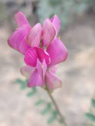 Image result for Hedysarum