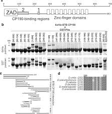 Dr murphy die macht des unterbewusstseins & mehr. Mechanism And Functional Role Of The Interaction Between Cp190 And The Architectural Protein Pita In Drosophila Melanogaster Epigenetics Chromatin Full Text