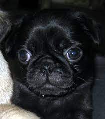 View posts in other states by clicking top of screen menu or zoom & double. Pugs In Maine Pug Puppies For Sale