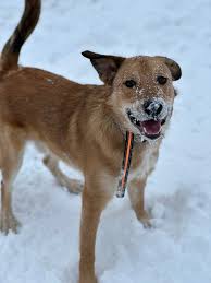 I have this 2 month old puppy, full bordee collie. I unfortunately need to  rehome due to my father getting sick. He has not had his shots yet and is  too young