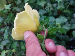 Image result for Hibiscus ludwigii