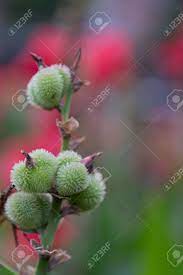 90+ vectors, stock photos & psd files. Green Spiky Ball Plant Blossom Of A Plant With A Spikey Shell Stock Photo Picture And Royalty Free Image Image 164312753