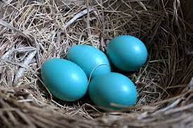 What compound in the eggshell makes the eggs blue? Are Robins Eggs Blue Bird Spot