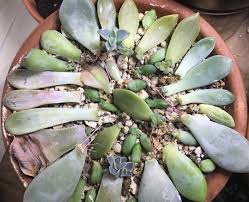 Press pieces of sphagnum moss into the chicken wire. 100 Successful Propagation Tray Succulents