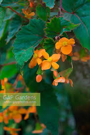 Image result for Begonia sutherlandii