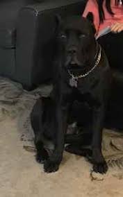 Highly energetic and athletic cane corsos are born to work for their owners. Stud Dog Beautiful Black Cane Corso Stud Colossal Cane Corso Breed Your Dog