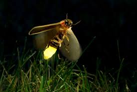 Chinese Tourists Smash Up Resort Office After Bugs Fail To Appear In Fireflies Display Firefly Insects Bugs And Insects