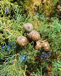 Image result for Cupressus