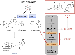 Image result for Bisphosphonates