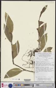 Image result for Begonia loranthoides